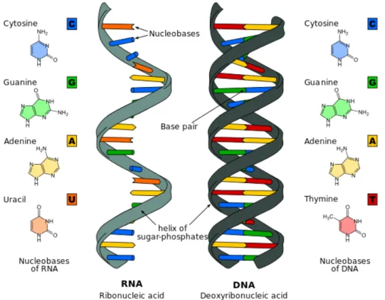 Figure 2.3: Similarities and Differences between DNA and RNA. (Source: Wikimedia Commons) [Accessed April 29, 2014]