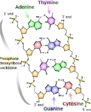 Figure 2.4: Chemical structure of DNA. Hydrogen bonds are shown by dotted lines. (Source: