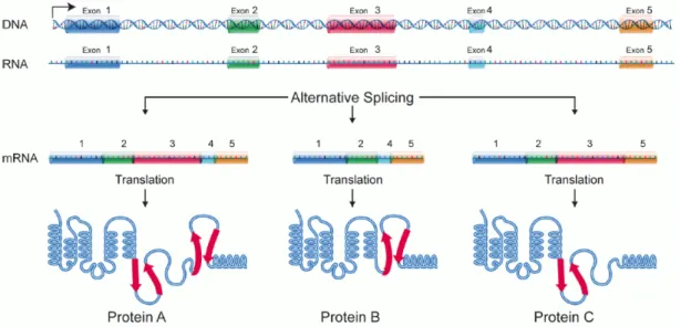 Figure 2.7: Alternative Splicing (Source: The National Human Genome Research Institute http://www.genome.gov/Images/EdKit/bio2j large.gif) [Accessed June 23, 2014]