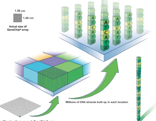 Figure 3.2: The small quartz wafer microarray contains thousands of 25-mer probes in each tiny square of its array (Courtesy of Affymetrix, Inc., Santa Clara, CA, USA http://media.affymetrix.com/media/corporate/media/imagelibrary/high-res/singlefeature.zip