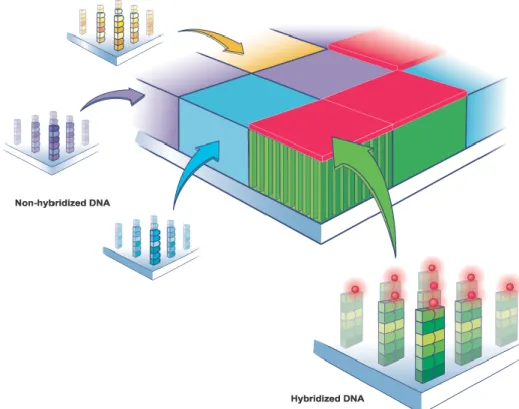 Figure 3.4: Hybridized DNA fragments glow when a laser light is shined on to a microarray, which contains many millions of fragments (Courtesy of Affymetrix, Inc., Santa Clara, CA, USA  http://media.affymetrix.com/media/corporate/-media/imagelibrary/highre