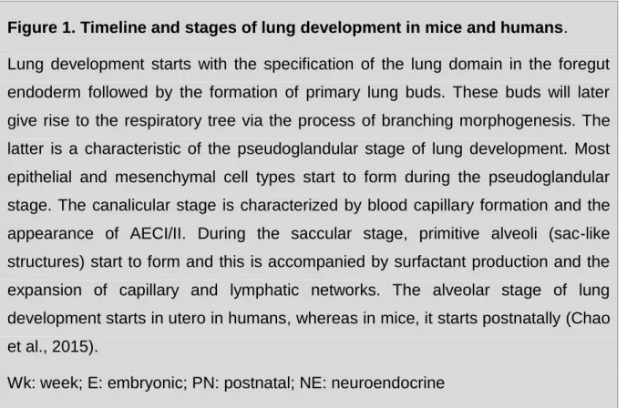 Figure 1. Timeline and stages of lung development in mice and humans. 