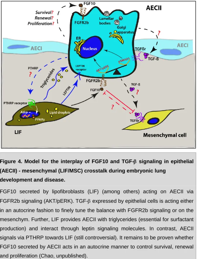 Figure  4.  Model  for  the  interplay  of  FGF10  and  TGF- signaling in epithelial  (AECII) - mesenchymal (LIF/MSC) crosstalk during embryonic lung  