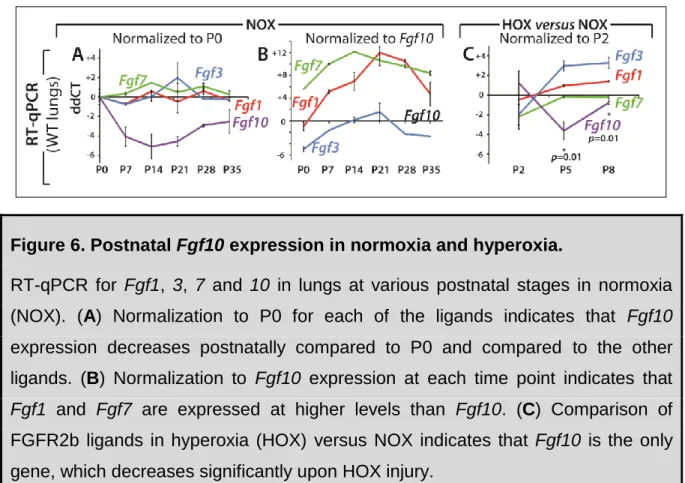Figure 6. Postnatal Fgf10 expression in normoxia and hyperoxia.  