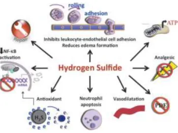 Illustration of several mechanism of action involved in the anti-inflammatory effects of hydrogen sulfide  that  include  inhibition  of  leukocyte-endothelial  cell  adhesion,  vasodilation,  neutrophil  apoptosis,  antioxidant, reduction of NFκB, inhibit