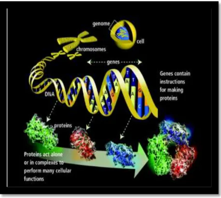 Figure 1.1: The structure of DNA and its components. Gene is a unit of heredity which is  composed  of  DNA  occupying  a  fixed  position  on  a  chromosome  that  holds  the  instructions for creating proteins