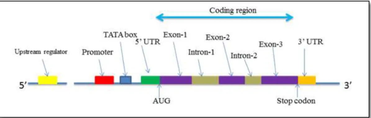 Figure  1.2:  Eukaryotic  Gene  Structure  with  its  component  such  as  promoters,  exons,  introns etc [Eukaryotic gene structure]