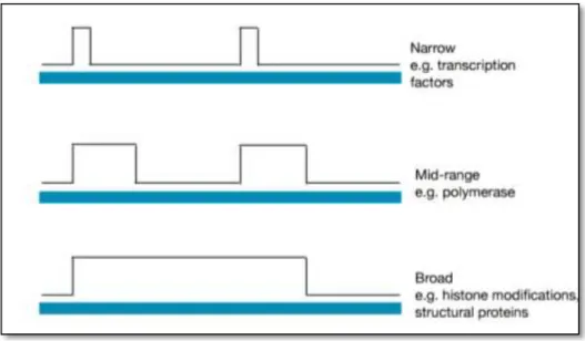 Figure  2.8:  Different  types  of  enriched  regions  depending  on  target  proteins  [Kotwaliwale 2013]