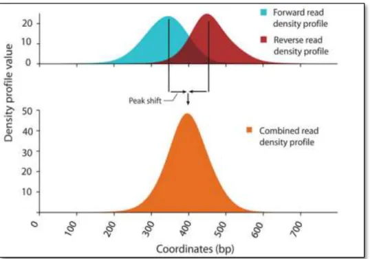 Figure 2.9: Forward and reverse (Blue and Red respectively) read density profile is used  to make a combined density profile (orange) [Valouev et al