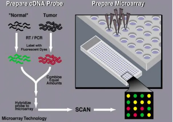 = -1. Figure 2.7 provides a brief overview of the main step of microarray technology  preceding the final analytical process