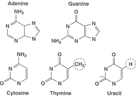 Figure 1.1: Chemical structures for the nucleotide bases.