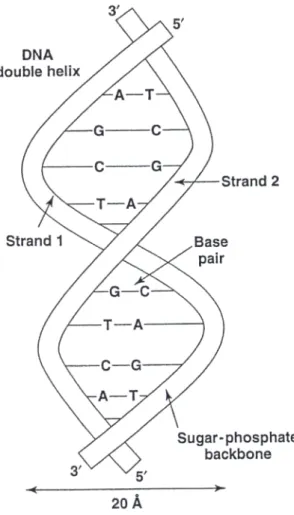 Figure 1.2: A DNA double helix.
