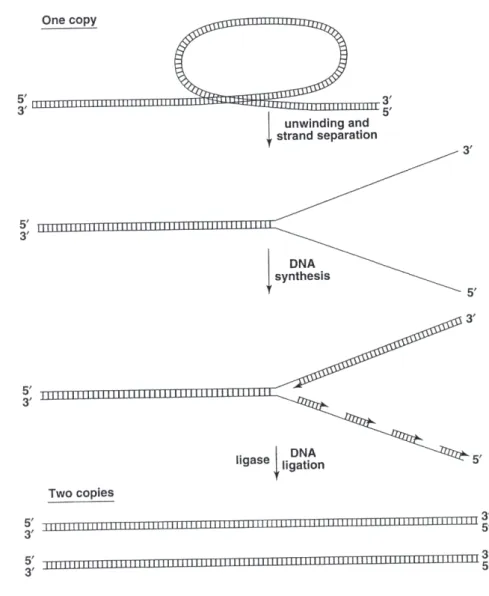 Figure 1.3: Chromosomal DNA is opened to prepare single-stranded template for replica- replica-tion.
