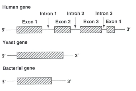 Fig 1.5 shows three hypothetical genes drawn to scale. The four exons (hatched boxes) in the human gene are separated by three introns (lines) and the yeast and bacterial genes each contain a single exon [112]