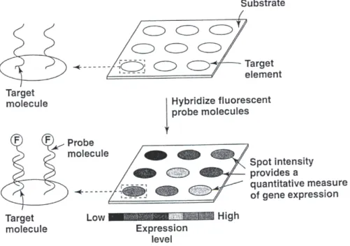Figure 1.6: A microarray is an array of microscopic elements on a substrate that allows binding of genes or gene products.