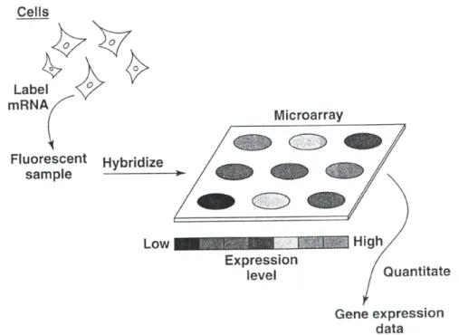 Figure 1.7: Microarrays are used to examine samples by fluorescently labelling messenger RNA (mRNA) from cells or tissues.