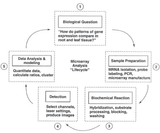 Figure 1.9: The five steps of microarray analysis cycle with specific examples of the exper- exper-imental activities performed at each step.