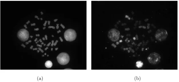 Fig. 1. Two (out of six) channels of a typical M-FISH image set “A0101X” with size 645 × 517 × 6
