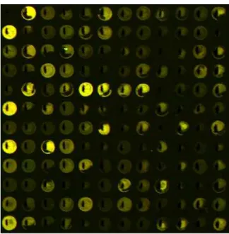 Fig. 2. Part of a typical cDNA microarray image in RGB composite format.