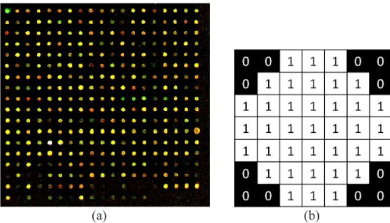 Figure 1.  (a) Input image of a 441×431 pixels region from a real microarray image of  2200×7300 pixels; (b) the SE of a disk shape with a radius of four pixels