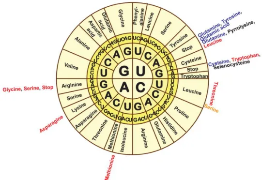 Figure 2.2: The genetic code: The wheel is read from the inside out with each triplet coding for one particular amino acid
