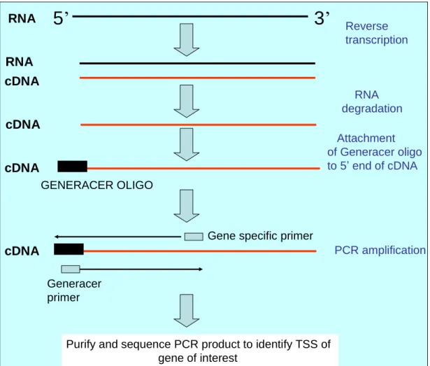 Figure 2.7 Overview of the methodology of Generacer kit 