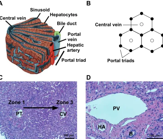 Figure 1   Architecture of the liver. A) The main cell type of the liver are hepatocytes  which are organized in plates between portal triad and central vein