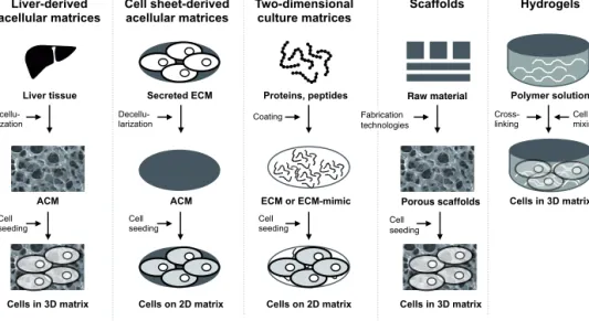 Figure 3 gives an overview of the used matrix-guided liver cell culture approaches.