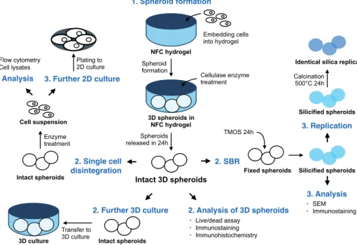Figure 5  Nanofibrillar  cellulose  (NFC)  hydrogel  culture  can  be  combined  with  multiple analysis methods
