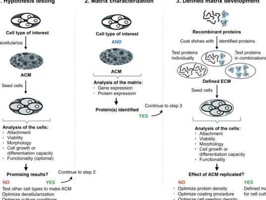 Figure 6  Three-step  workflow  to  develop  defined  matrices.  In  the  first  step,  the  hypothesis is tested by preparing an acellular matrix (ACM) from the cell type of interest  and using the matrix for plating the cells of interest