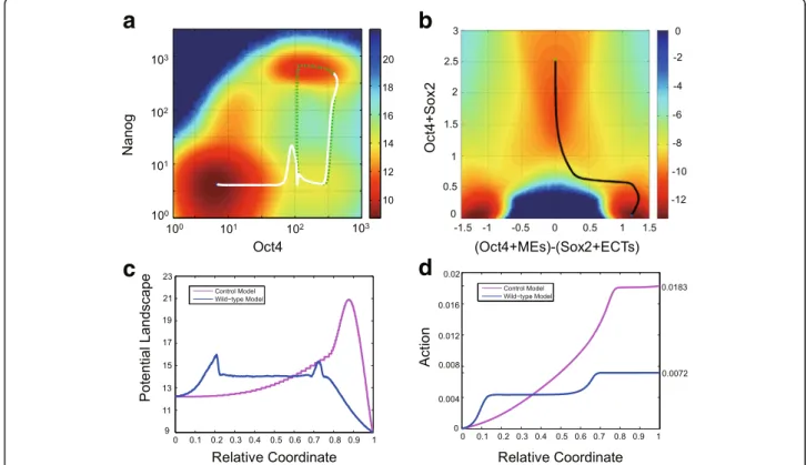 Fig. 3 The low-Nanog state enhances cell differentiation through lower the transition barrier