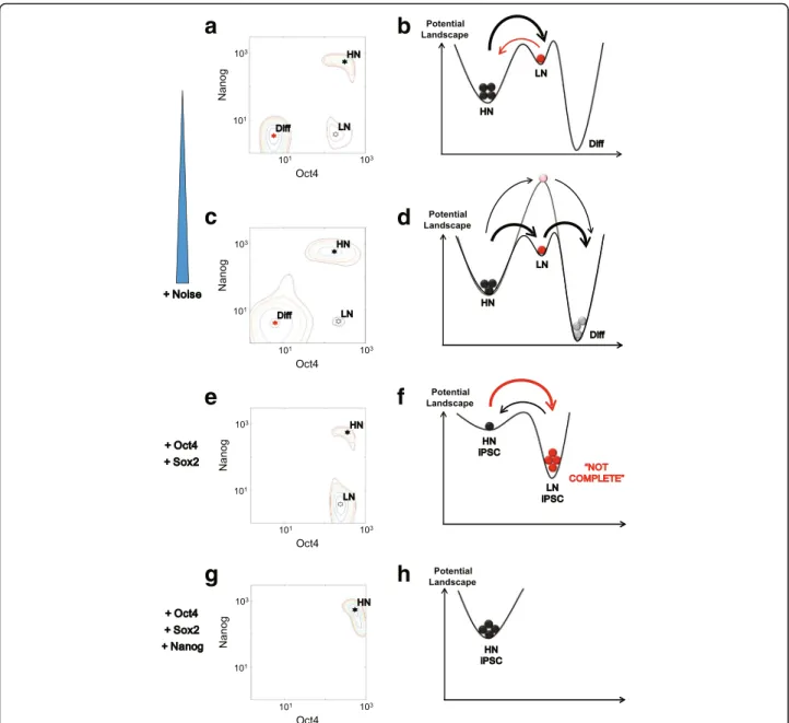 Fig. 5 Summary of the dual roles of Nanog in differentiation and reprogramming. a, c, e, g Cellular states shown on the potential landscape;