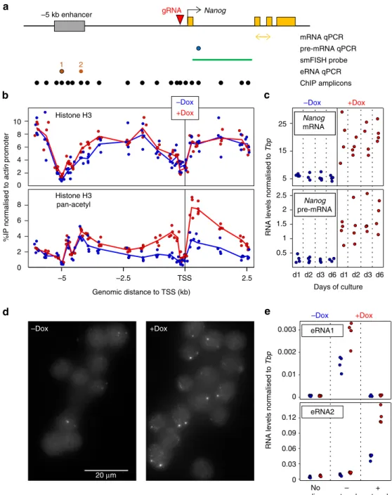 Fig. 1 CRISPR-ON ES cells for Dox-inducible activation of endogenous Nanog. a Schematic representation of the Nanog locus (black arrow: promoter; yellow boxes: exons; grey box: Nanog enhancer; red arrowhead: gRNA)