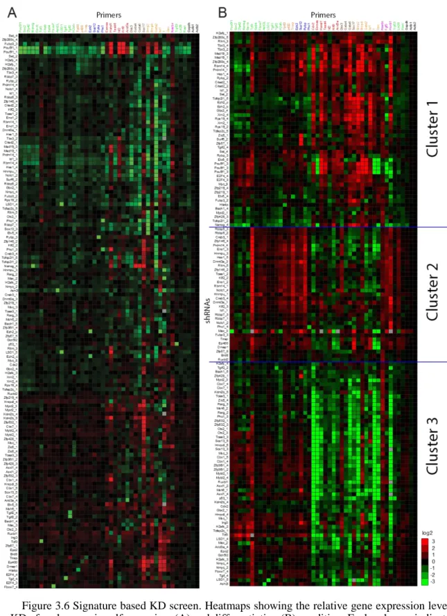 Figure 3.6 Signature based KD screen. Heatmaps showing the relative gene expression levels  upon KD of each genes in self-renewing