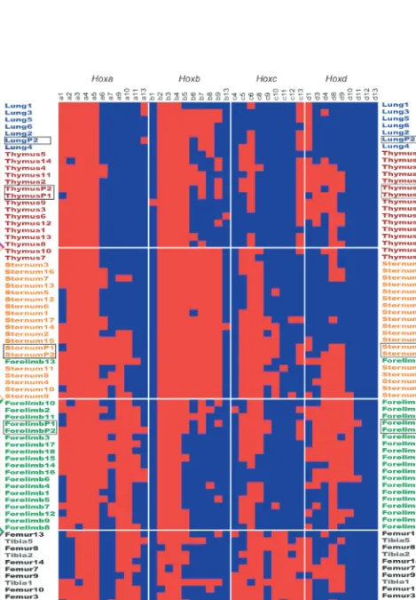Figure 2. Hierarchical clustering of Hox gene expression profiles.  