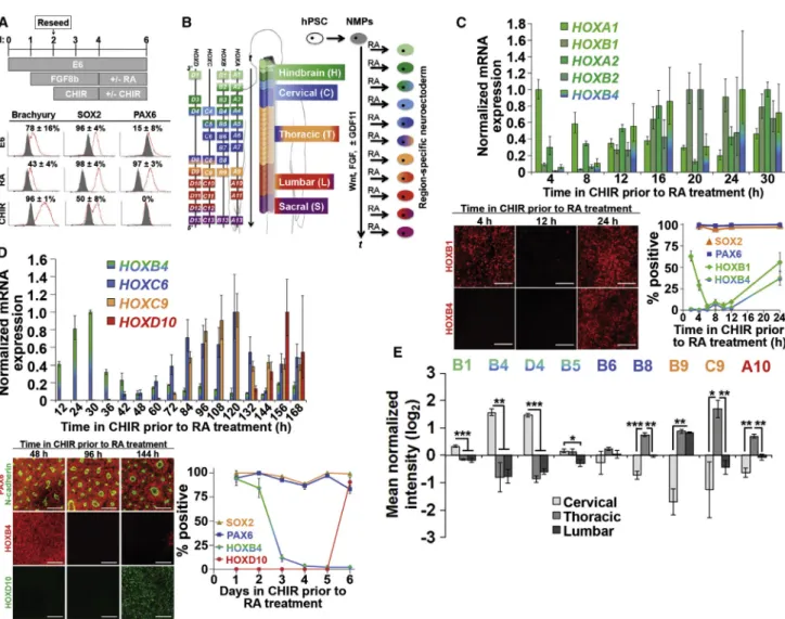 Figure 3. RA Induces a Neuroectodermal Fate and Halts Colinear HOX Activation