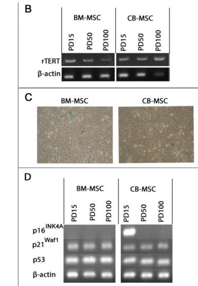 Figure 4:  Effect of continuous cell expansion on (A) Telomere length analysis for CB-MSC and BM- BM-MSC populations at cited PDs, by Southern blotting