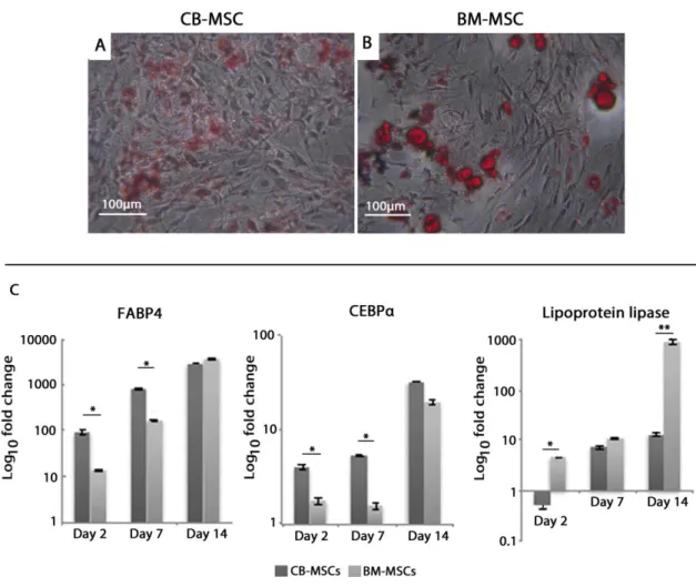 Figure 6: Adipogenic induction of CB-MSCs and BM-MSCs at PD50.  (A) CB-MSCs  and (B) BM-MSCs were cultured in adipogenic medium for 14 days and stained with  Oil Red O to detect neutral lipid droplet formation within the cultured cells