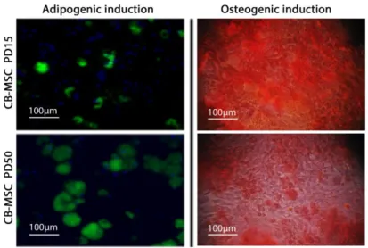 Figure 7: Comparison of CB-MSCs at PD15 and PD50 for adipogenic and osteogenic  induction