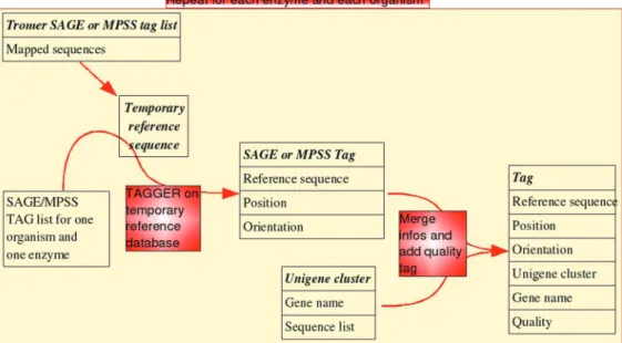 Figure 1. Mapping process for SAGE and MPSS tags. Sequences belonging to Trome clusters are stored in a tempory database The SAGE or MPSS tags are then mapped onto these sequences via the ‘‘tager’’ program