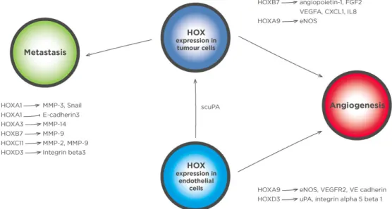 Figure 2: HOX transcription factors regulate genes in prostate cancer cells that modify the tumor microenvironment, as well genes in  stromal cells that support tumor growth
