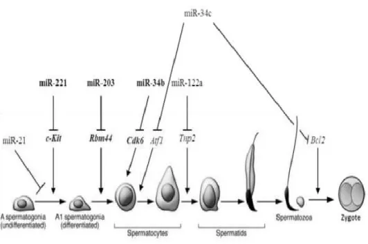 Figure 1.6 miRNA and spermatogenesis. 