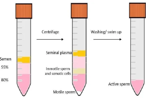 Figure 2.1 Schematic illustration of Discontinuous Density gradient method in vitro. 