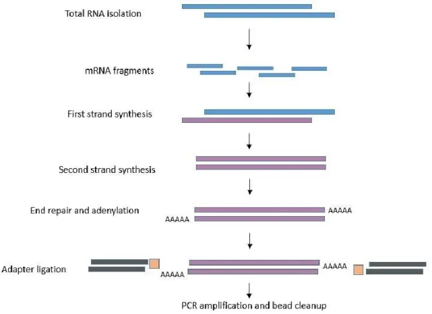 Figure 2.2 Basic flow chart of RNA sequencing preparation steps from sperm  samples. 