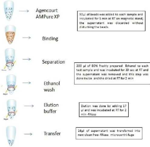 Figure 2.3 Brief description of beads clean-up step. 