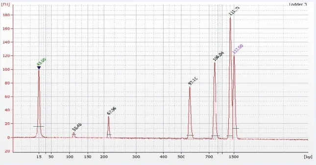 Figure 2.11 Electropherogram of pooled purified cDNA libraries from the human sperm,   Motile and immotile samples libraries appeared <113 bp length size at wavelength 55.48 using  Agilent 2100 Bioanalyzer system.