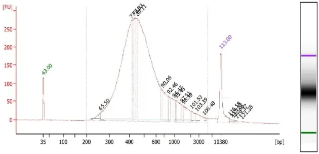 Figure 3.1 A representative bioanalyzer electropherogram of a human sperm mRNA  library preparation