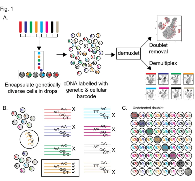 Figure 2.1: demultiplexing and doublet identification from single cell data.  