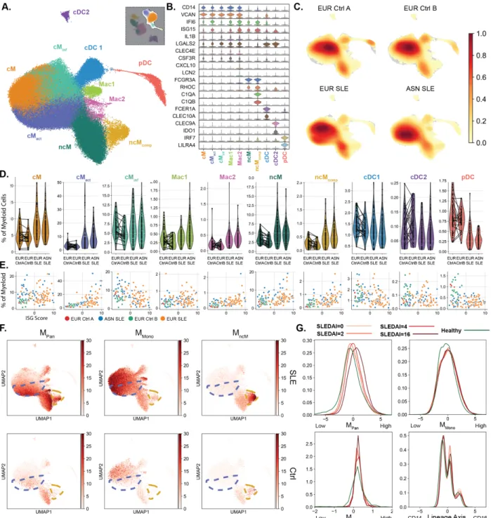 Figure 3.3: Myeloid changes in SLE 