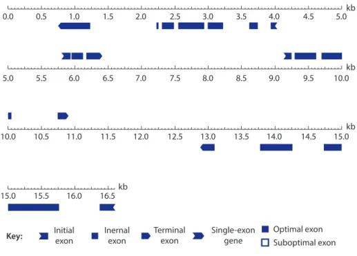 . Fig. 3.10  Graphic version of result of a Genscan analysis [genscan]
